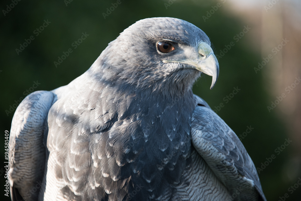 Fototapeta premium Grey Eagle