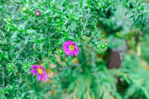 Beautiful lilac pink chrysanthemum as background picture. Chrysanthemum wallpaper, chrysanthemums in autumn. photo