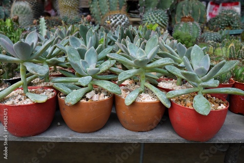 Echeveria pot plant for home decoration