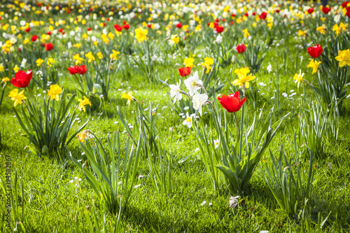 Fototapeta Naklejka Na Ścianę i Meble -  Wiese mit Osterglocken, rote Tulpen im Frühling