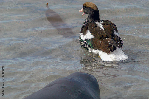 Robbe ärgert eine Tanggans auf den Falklandinseln photo