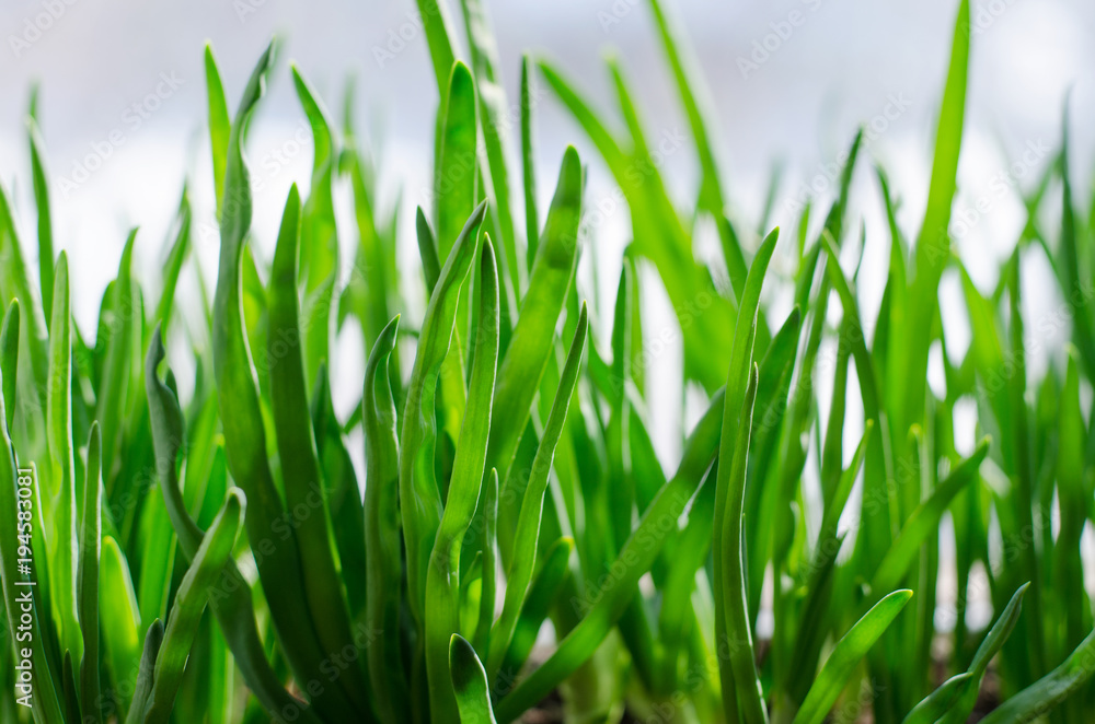 Green onion growing in the box on the window. DIY. The concept of healthy organic food. Non-GMO. Green onion growing in the box on the window. DIY. The concept of healthy organic food. Non-GMO.