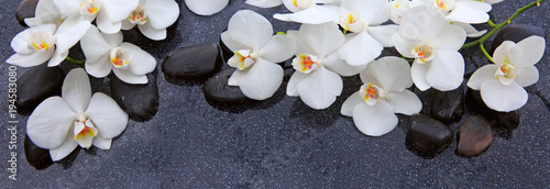 Obraz Białej orchidei i czerni kamieni zamknięty up.