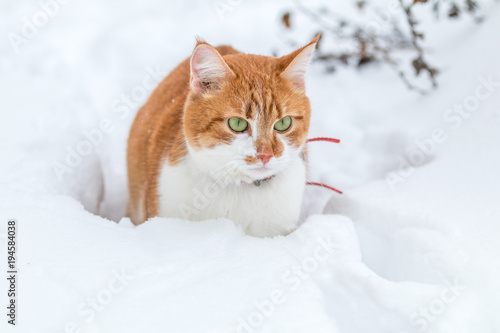 Cut red-white cat playing on white snow surface