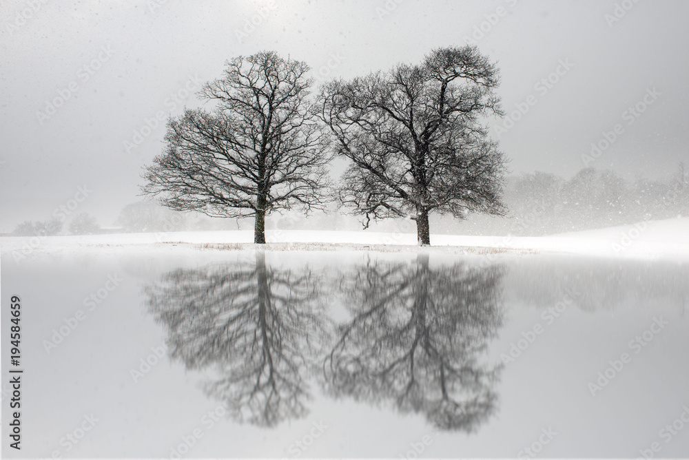 Snow covered trees reflected in a lake Snow covered trees reflected in a lake