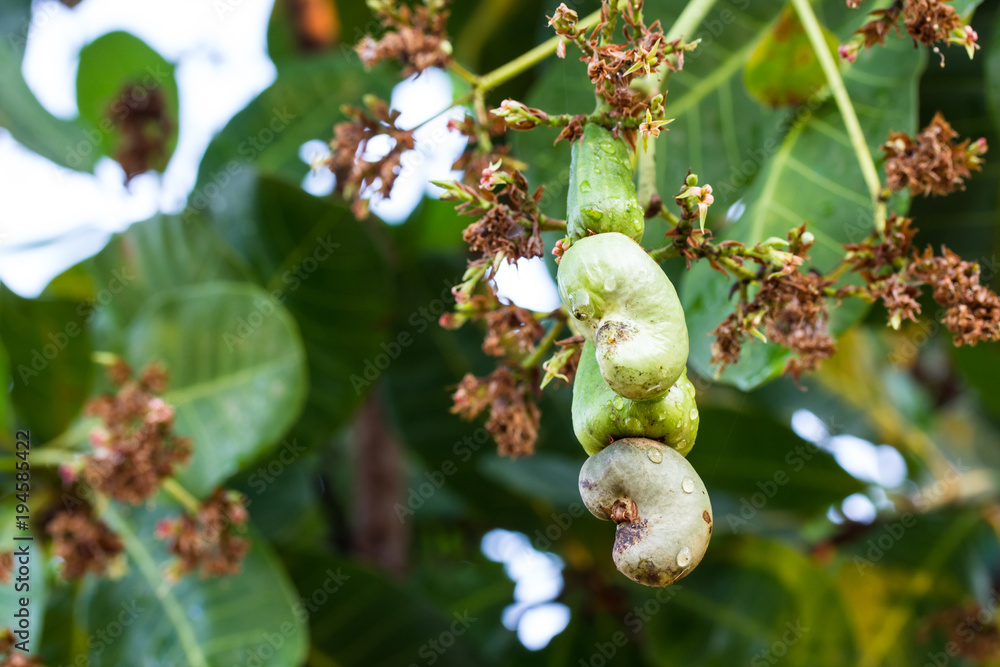 Fototapeta premium Young Cashew is on the tree.