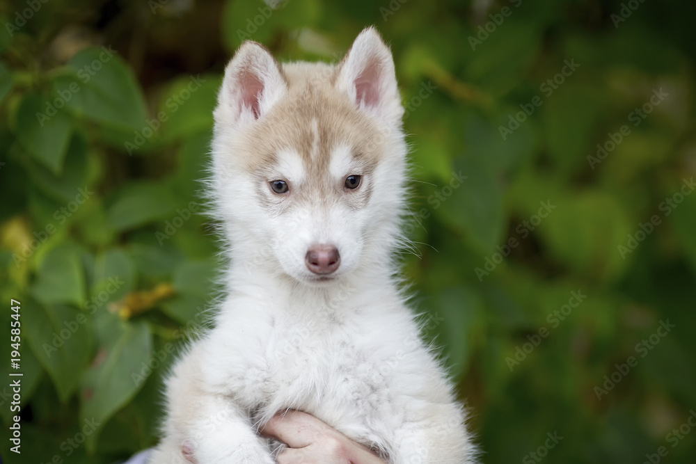 portrait of a cute fluffy husky puppy sitting on his arms looking in the side portrait of a cute fluffy husky puppy sitting on his arms looking in the side
