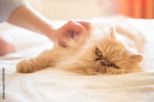 Young woman and Persian cat on the bed in the room. Pets, comfort, rest and people concept. Happy young woman with cat lying in bed at home