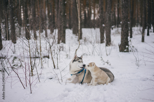 two adorable husky dogs lying on snow in winter forest