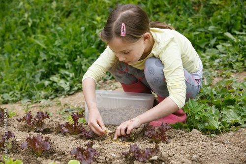 Little girl working in the garden, putting mulch among salad seedlings, gardening. Education for life, home fun, natural childhood, outdoor living and simple life concept. 