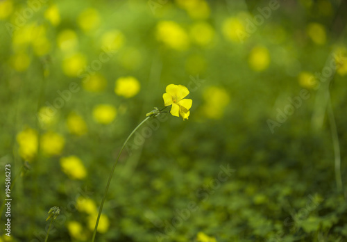 Oxalis pes-caprae background photo