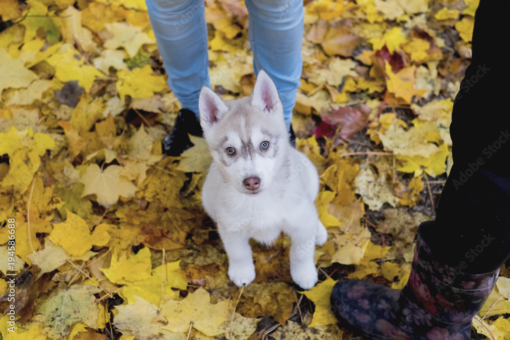 cute fluffy husky puppy sitting in yellow autumn leaves and looking up