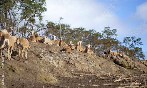 sheared sheep farming scene photo