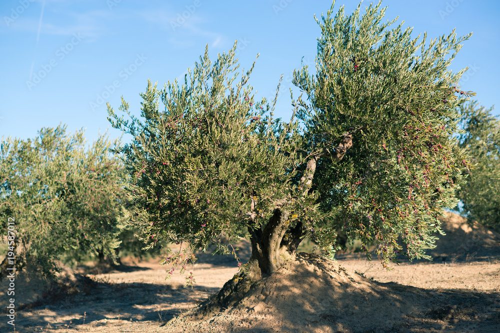 Fototapeta premium Spanish olive grove. Olive's tree is growing in mediterranean garden ready to harvest, soft focus, image toned.