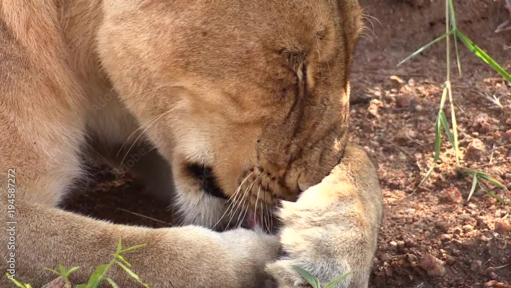 Lioness licking her paw in Kruger National Park Lioness licking her paw in Kruger National Park