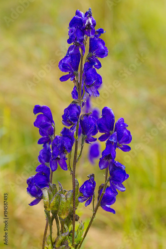 Blue monkshood - Aconitum plicatum