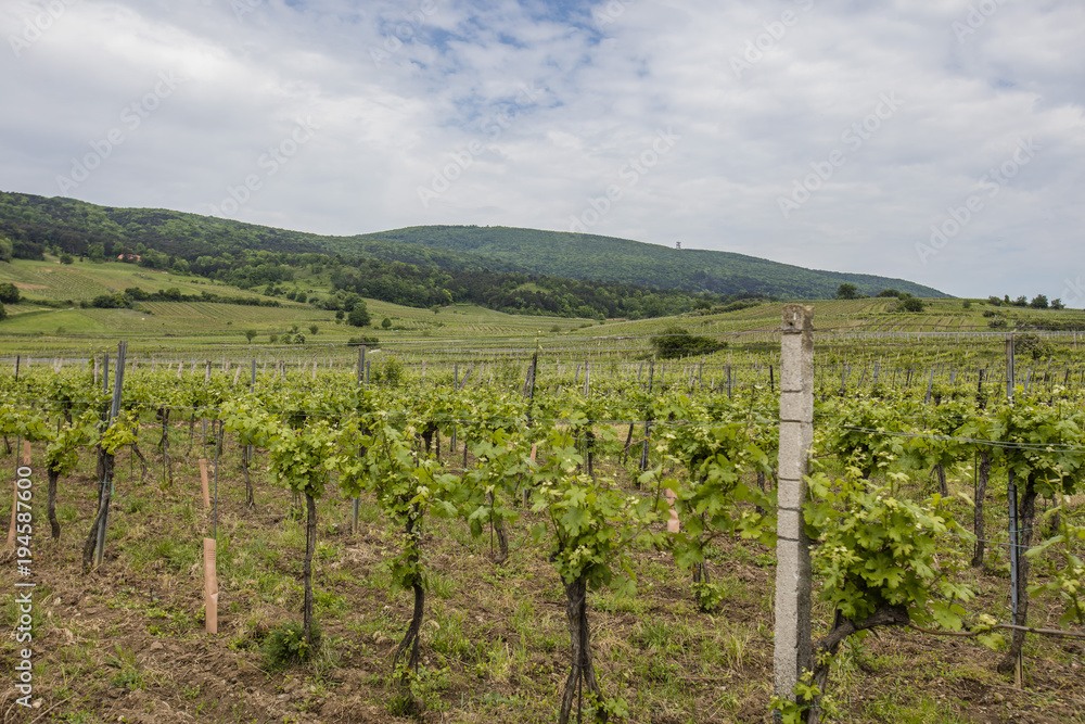 spring green vineyards landscape 