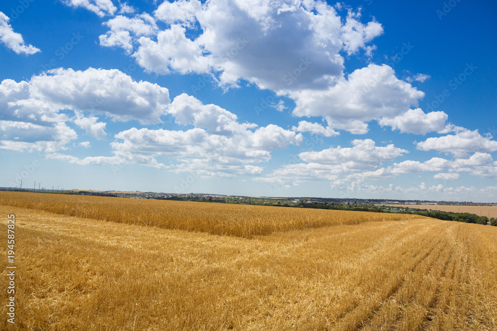 wheat field, ears of golden ripe wheat, harvesting, sloping wheat