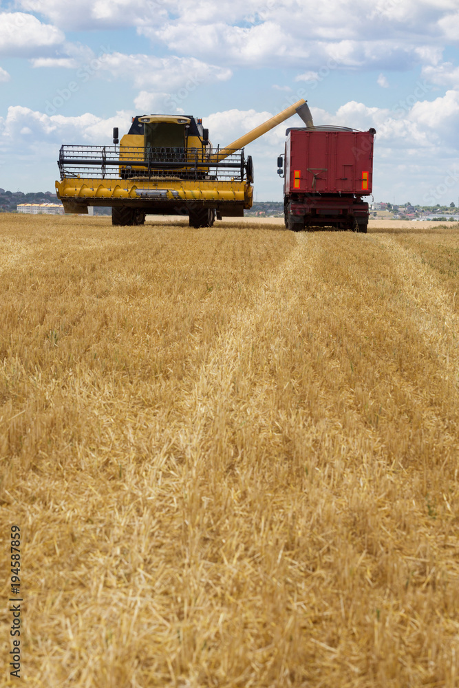 Fototapeta premium Harvesting, the combine pours grain into a large machine, a harvesting machine on an agricultural land