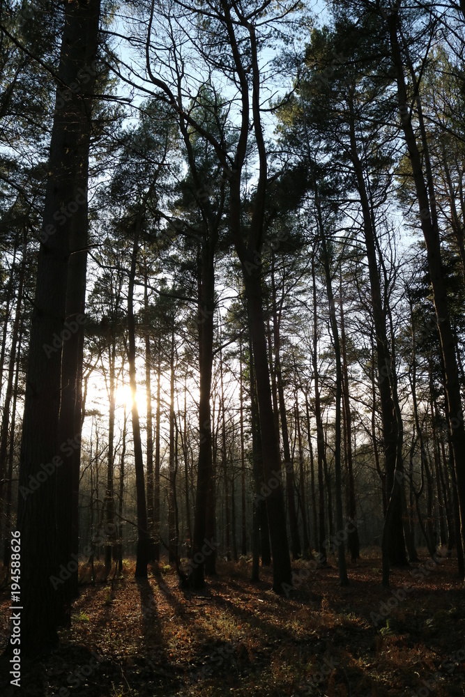 Fototapeta premium Whats in the Woods?