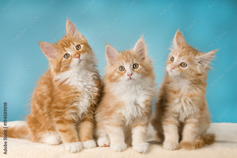 Drei rot weiß getigerte Maine Coon Kätzchen auf blauem Hintergrund