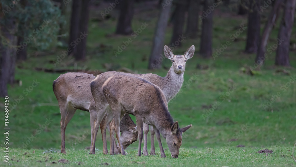 Red Deer in woods Red Deer in woods