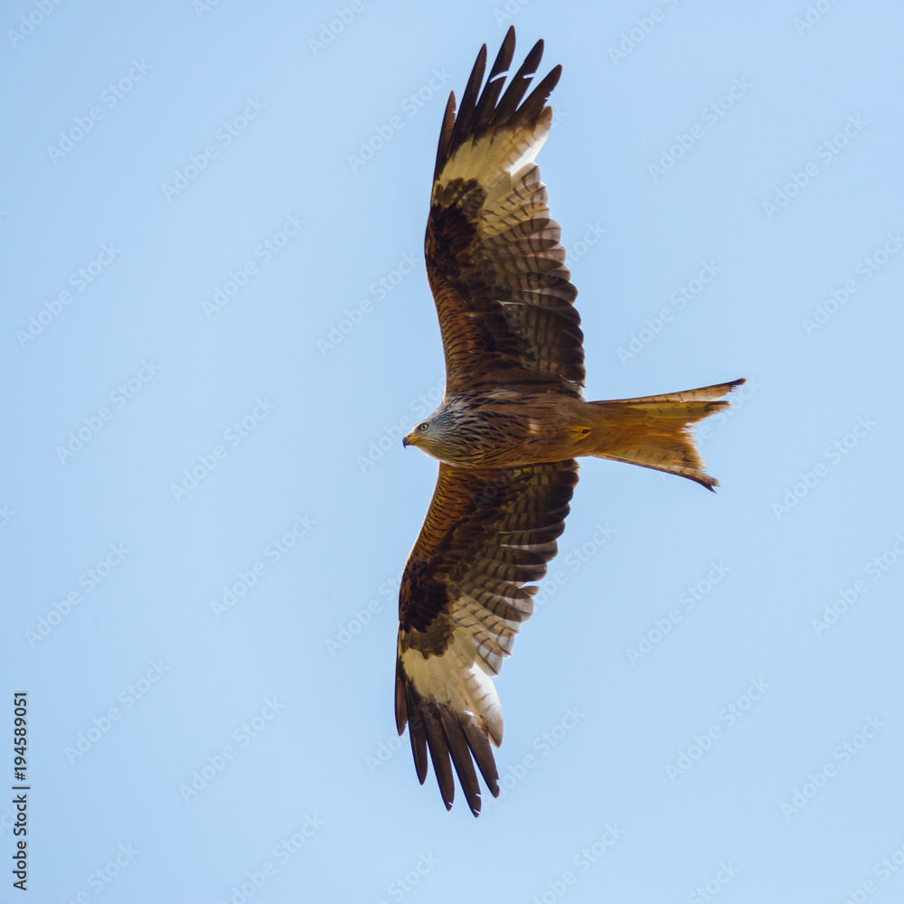 Obraz premium portrait flying red kite bird (milvus milvus), blue sky, spread wings