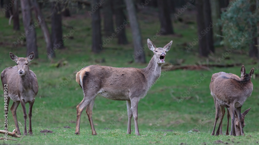 Red Deer in woods