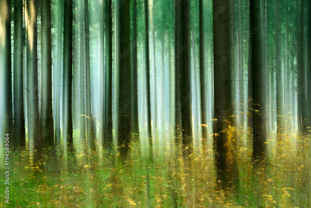 Fototapeta premium Forest of Spruce Trees in Autumn, intentionally blurred by camera shake