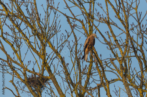red kite bird (milvus milvus) sitting on branch in tree beside nest