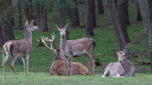 Red Deer in woods