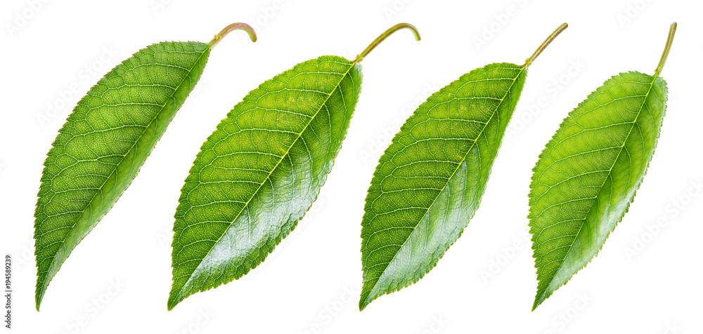 Fototapeta premium Cherry leaves isolated. Leaf on white background. With clipping path. Collection.