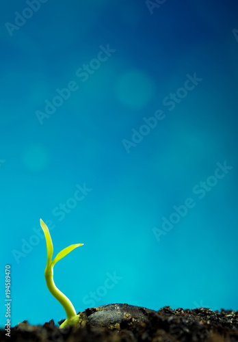 Bud leaves of young plant seeding and blue background