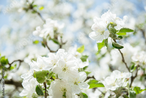 Apple blossoms. Blooming apple tree branch with large white flowers. Flowering. Spring. Beautiful natural seasonsl background with apple tree's flowers.
