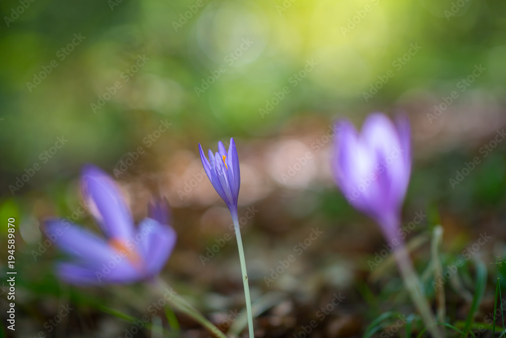 Crocuses grow in forest, beauty in nature. Saffron. Crocuses grow in forest, beauty in nature. Saffron.