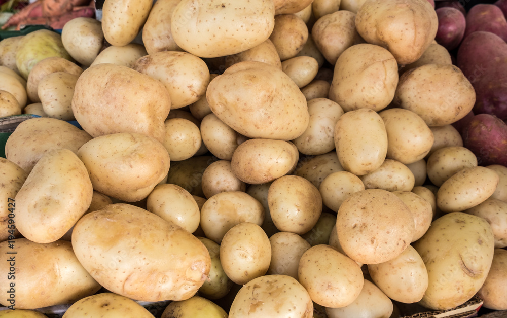 The new harvest white potatoe sold at city farmers market The new harvest white potatoe sold at city farmers market