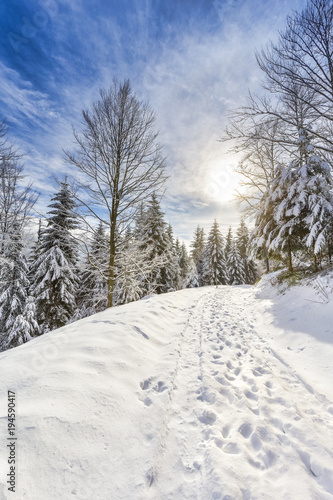 Path through snowy winter forest landscape