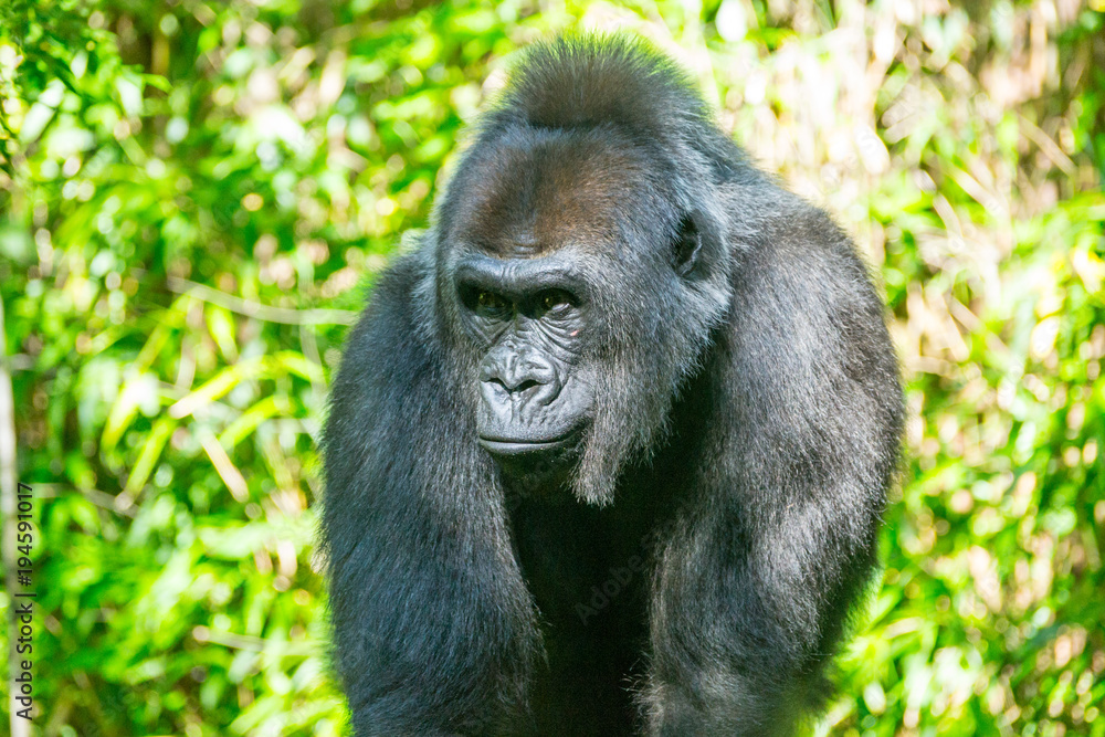 Western lowland gorilla