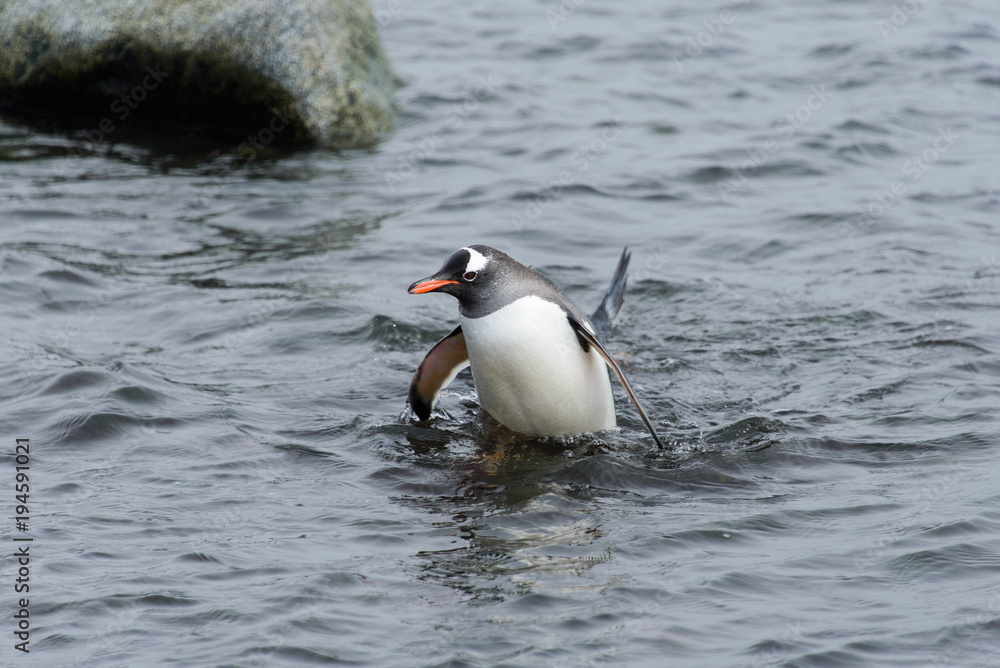 Fototapeta premium Gentoo penguin going from sea