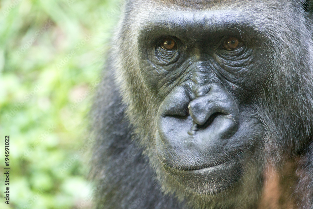Western lowland gorilla Western lowland gorilla