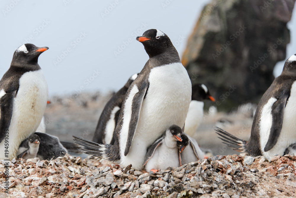 Fototapeta premium Gentoo penguin with chicks in nest