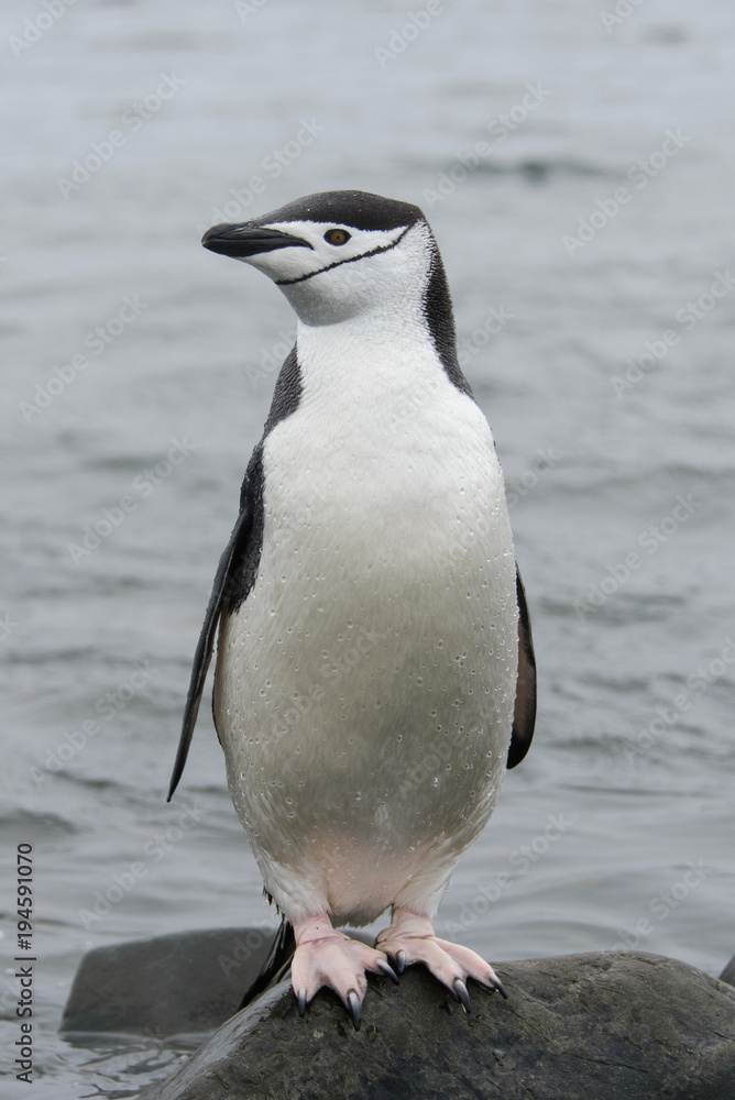 Naklejka premium Chinstrap penguin on the stone