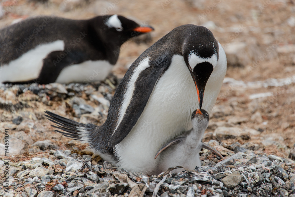 Fototapeta premium Gentoo penguin with chick in nest
