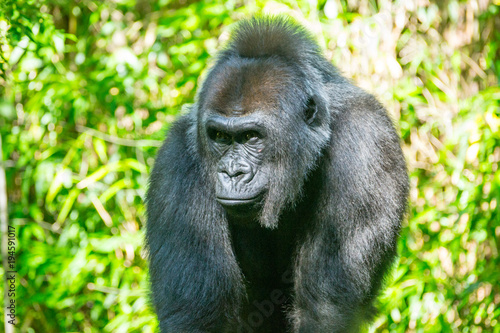 Western lowland gorilla © rmbarricarte