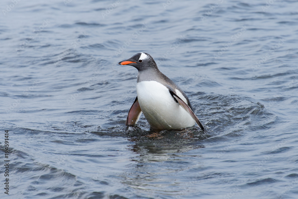Fototapeta premium Gentoo penguin going from sea