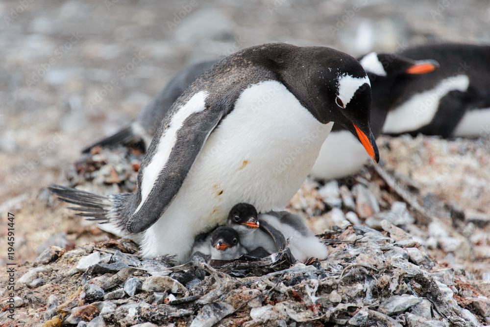 Fototapeta premium Gentoo penguin with chicks in nest