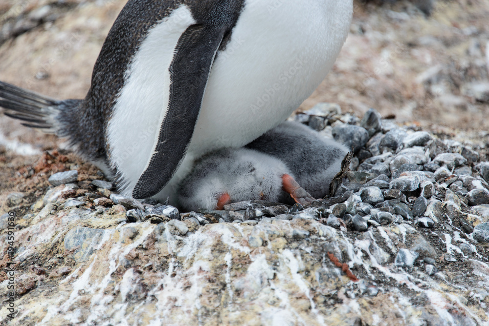 Fototapeta premium Gentoo penguin with chicks in nest