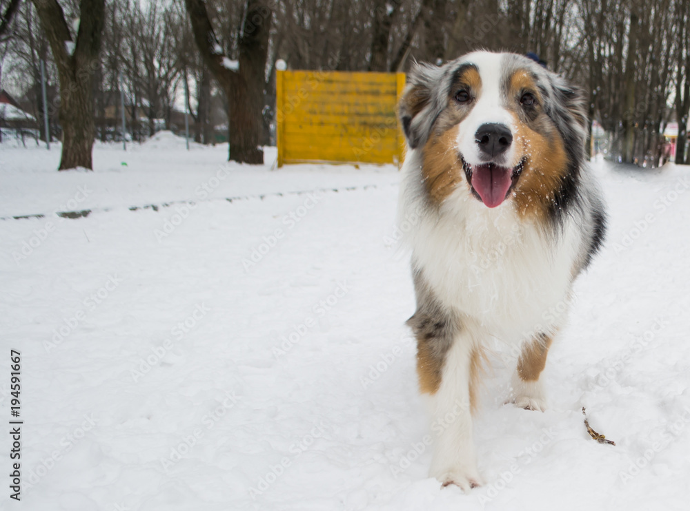 Australian shepherd frolicking in the snow Australian shepherd frolicking in the snow