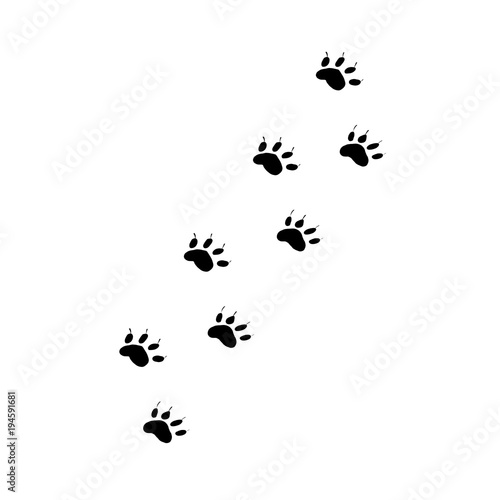 Animal paw prints. Traces of the beast on a white background isolated. 