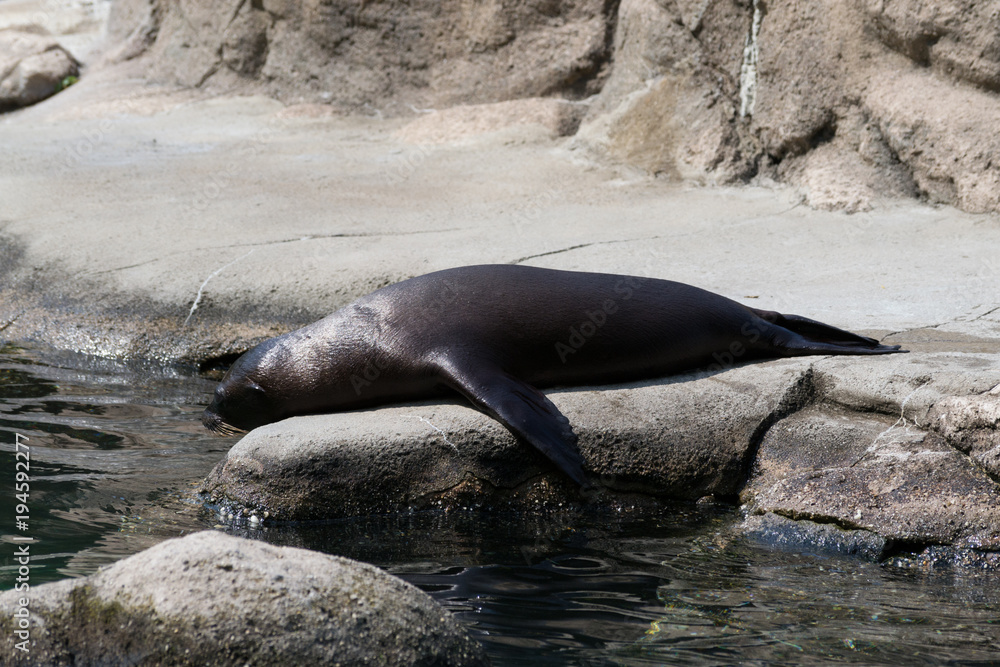 Fototapeta premium California sea lion